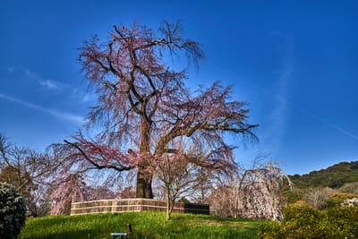 祇園圓山公園的巨大枝垂櫻