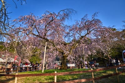 祇園枝垂櫻的盛開姿態｜2017/04 京都賞櫻