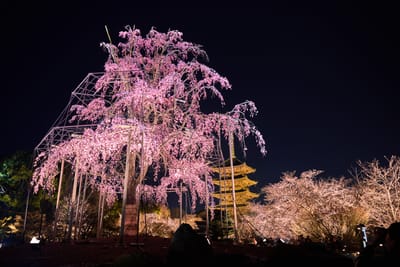 東寺夜櫻與五重塔的璀璨對話｜2017/04 京都賞櫻