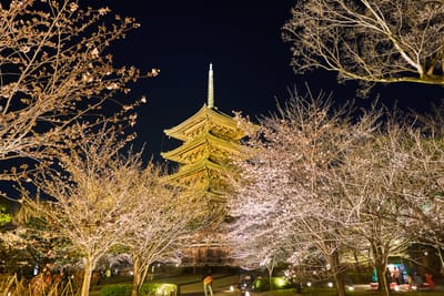 東寺五重塔的夜櫻盛景｜2017/04 京都賞櫻