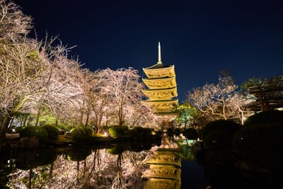 東寺五重塔的夜櫻倒影｜2017/04 京都賞櫻