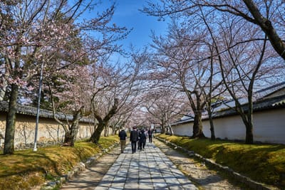醍醐寺石板路上的春日櫻花隧道