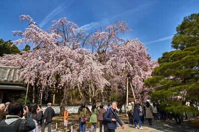 醍醐寺盛開的粉嫩枝垂櫻｜2017/04 京都賞櫻