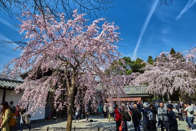 醍醐寺盛開的粉嫩垂櫻｜2017/04 京都賞櫻
