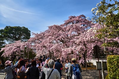 醍醐寺盛開的粉嫩垂櫻｜2017/04 京都賞櫻