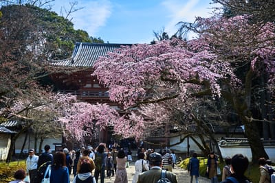 醍醐寺西大門前的盛開櫻花｜2017/04 京都賞櫻