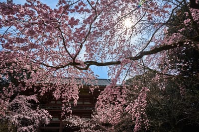 醍醐寺盛開櫻花下的古剎剪影｜2017/04 京都賞櫻