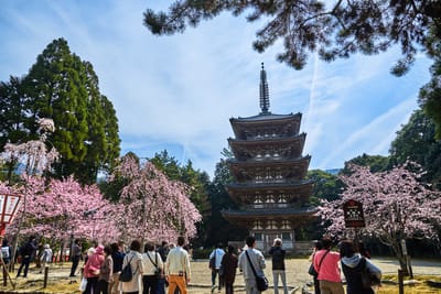 醍醐寺五重塔與盛開櫻花