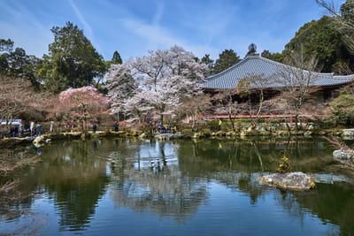 醍醐寺弁天堂前的春日倒影