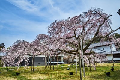 醍醐寺庭園中盛開的巨大垂櫻