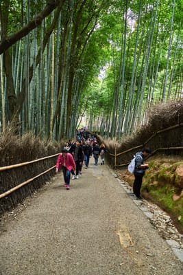 嵐山竹林小徑的漫步時光