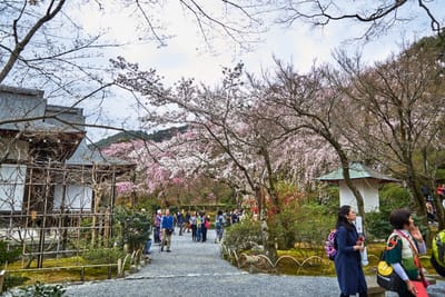 天龍寺庭園的粉嫩春櫻盛景