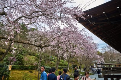 天龍寺庭園中盛開的粉嫩垂櫻