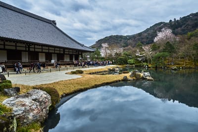 天龍寺曹源池畔的春日庭園景致