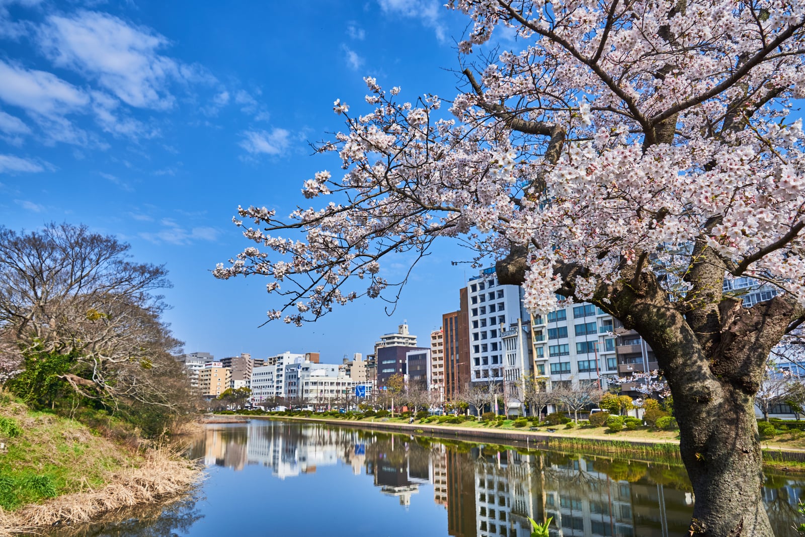 舞鶴公園護城河畔的盛開櫻花｜2018/03 北九州/廣島