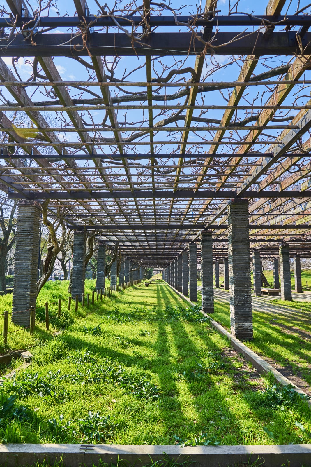 舞鶴公園藤棚下的光影長廊｜2018/03 北九州/廣島