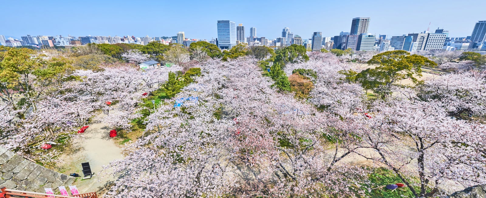 舞鶴公園盛開的粉嫩櫻花海｜2018/03 北九州/廣島