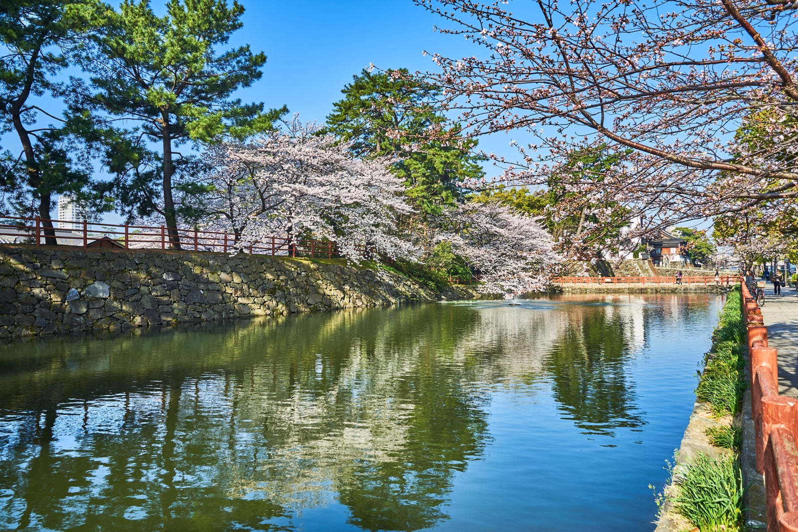 小倉城護城河畔的春日櫻花盛開｜2018/03 北九州/廣島