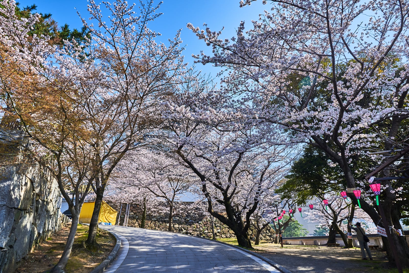 小倉城畔的櫻花盛開步道｜2018/03 北九州/廣島