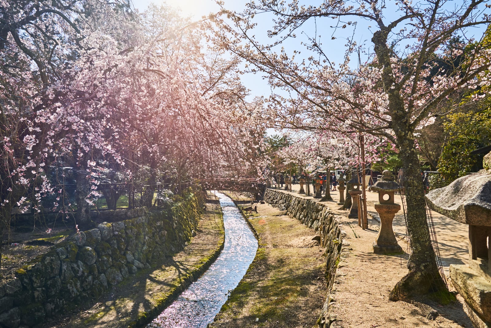 嚴島櫻花盛開的春日溪流｜2018/03 北九州/廣島
