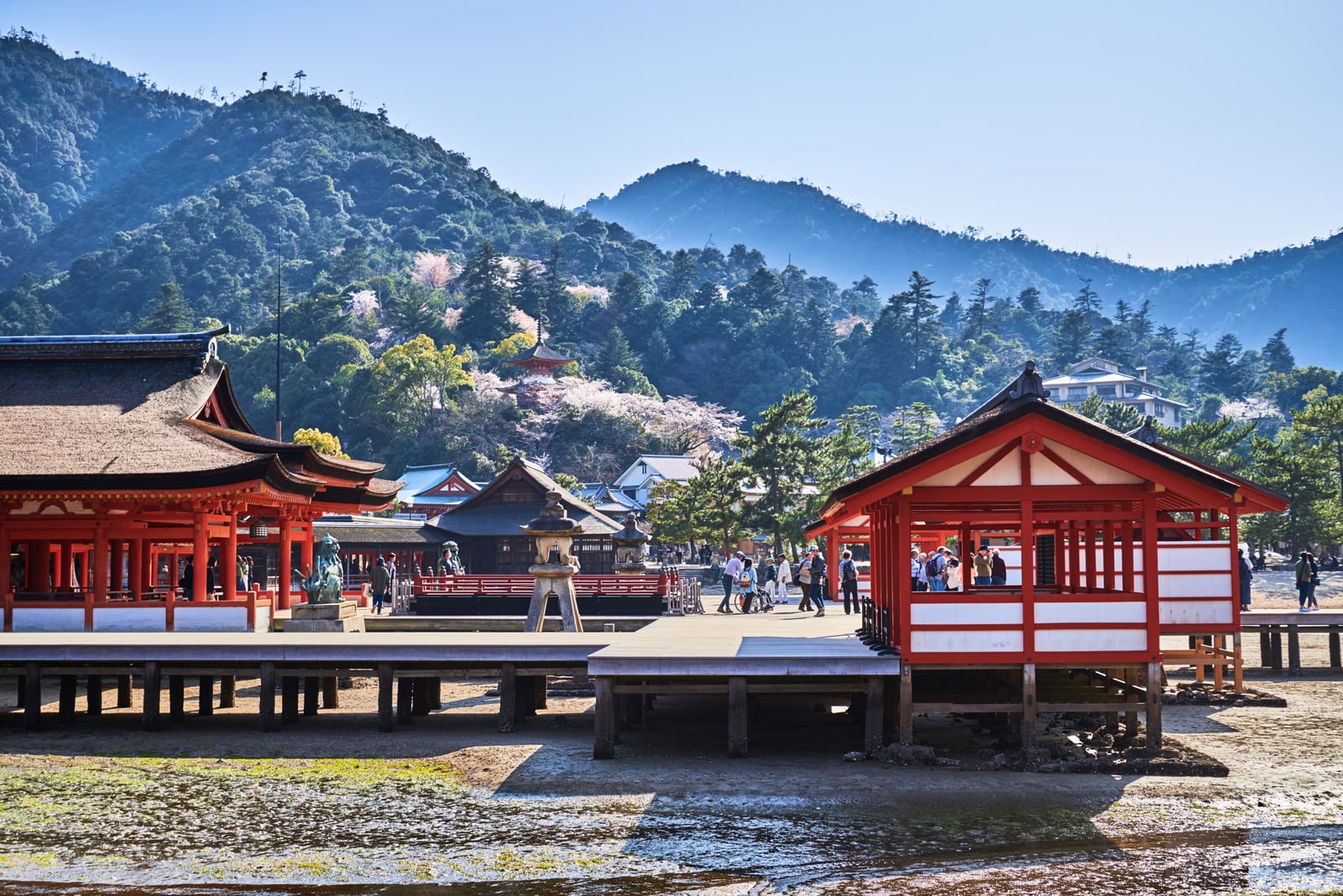 嚴島神社退潮時的朱紅迴廊與春櫻｜2018/03 北九州/廣島
