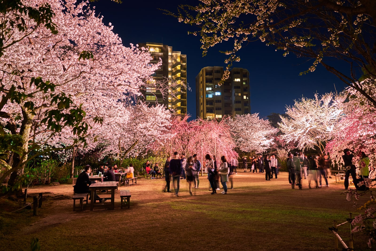 縮景園夜櫻下的春日聚會｜2018/03 北九州/廣島