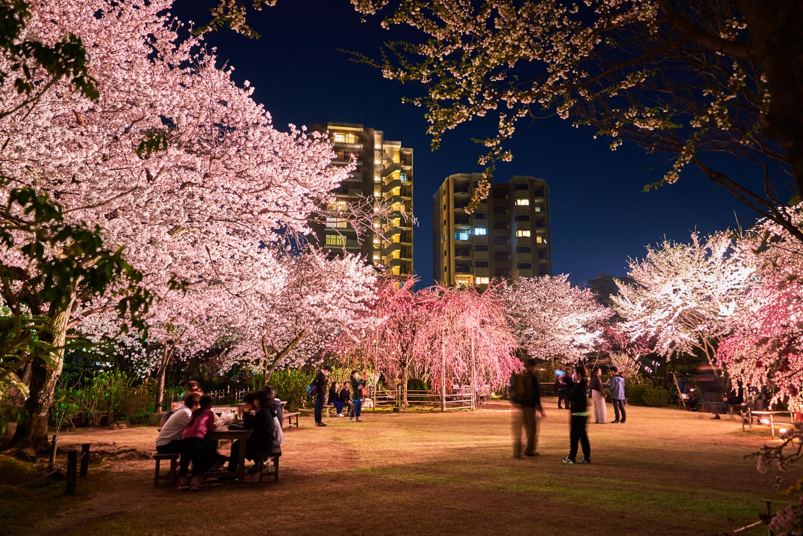 縮景園夜櫻盛開的浪漫氛圍｜2018/03 北九州/廣島