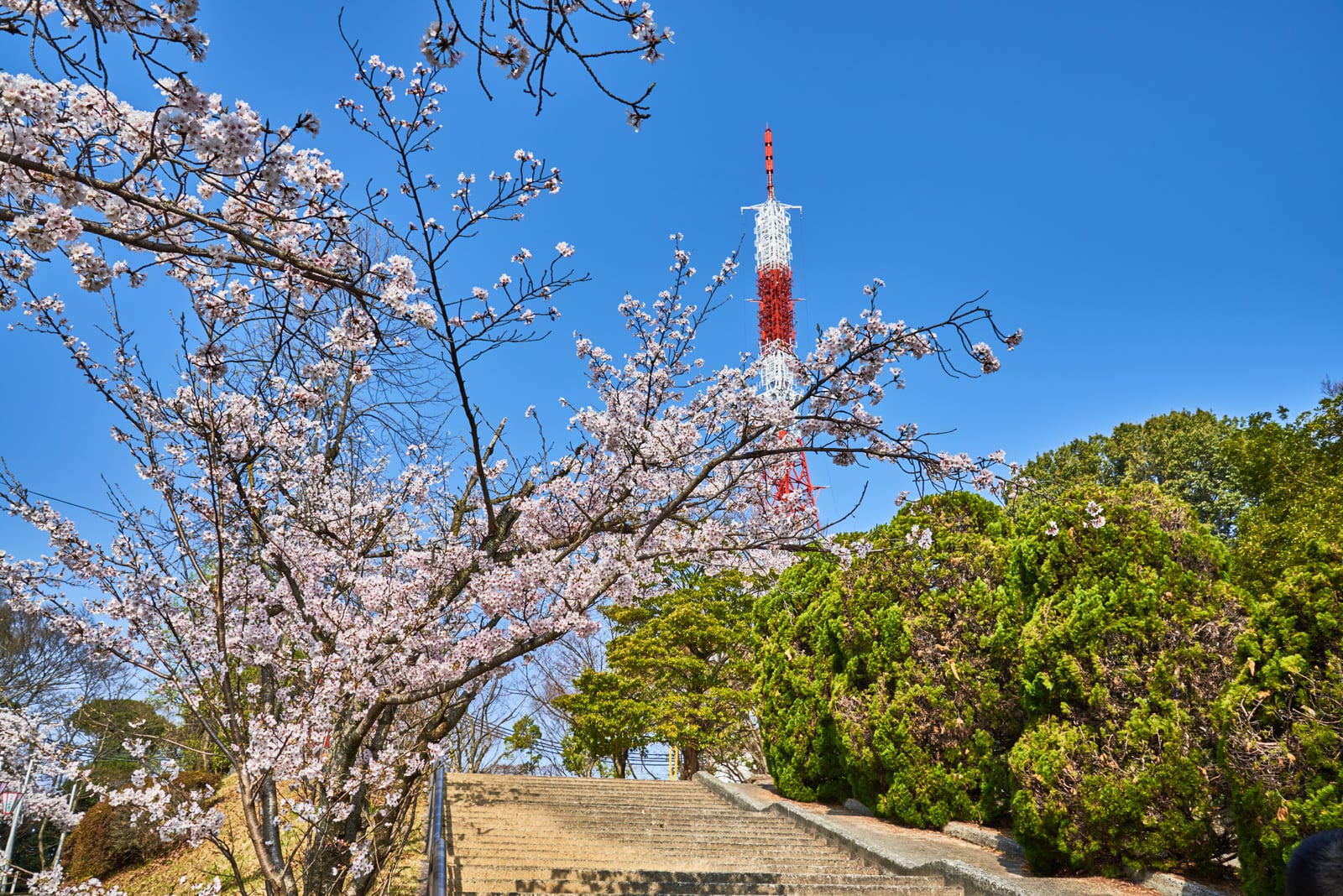藍天下的櫻花與紅白電波塔｜2018/03 北九州/廣島