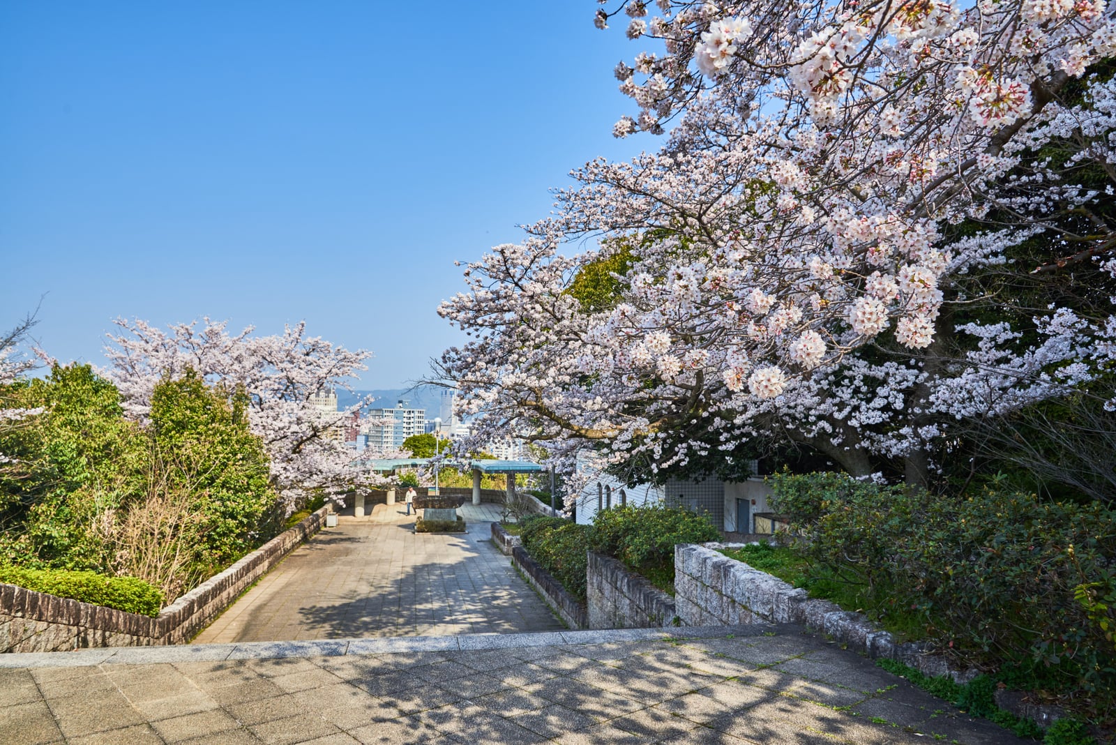 春日暖陽下的盛開櫻花步道｜2018/03 北九州/廣島