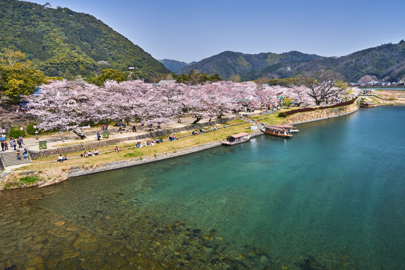 錦帶橋畔盛開的粉嫩櫻花林｜2018/03 北九州/廣島
