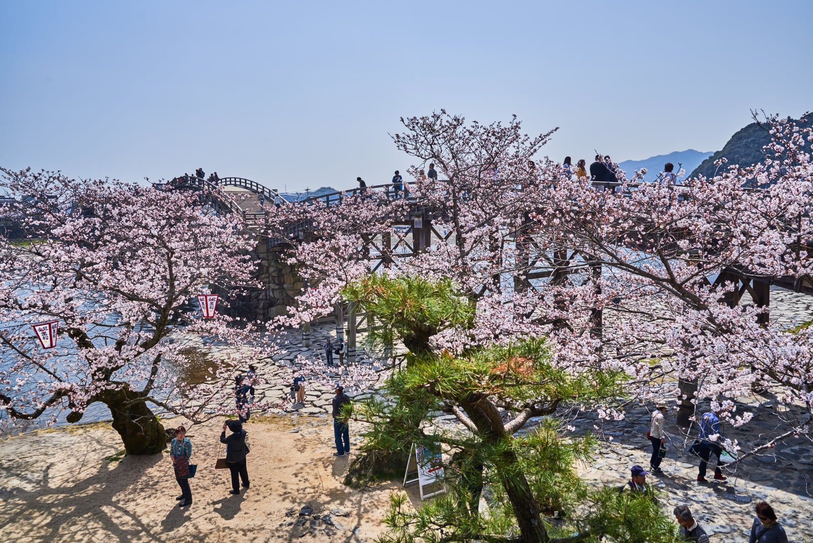錦帶橋畔的粉嫩櫻花盛開時節｜2018/03 北九州/廣島