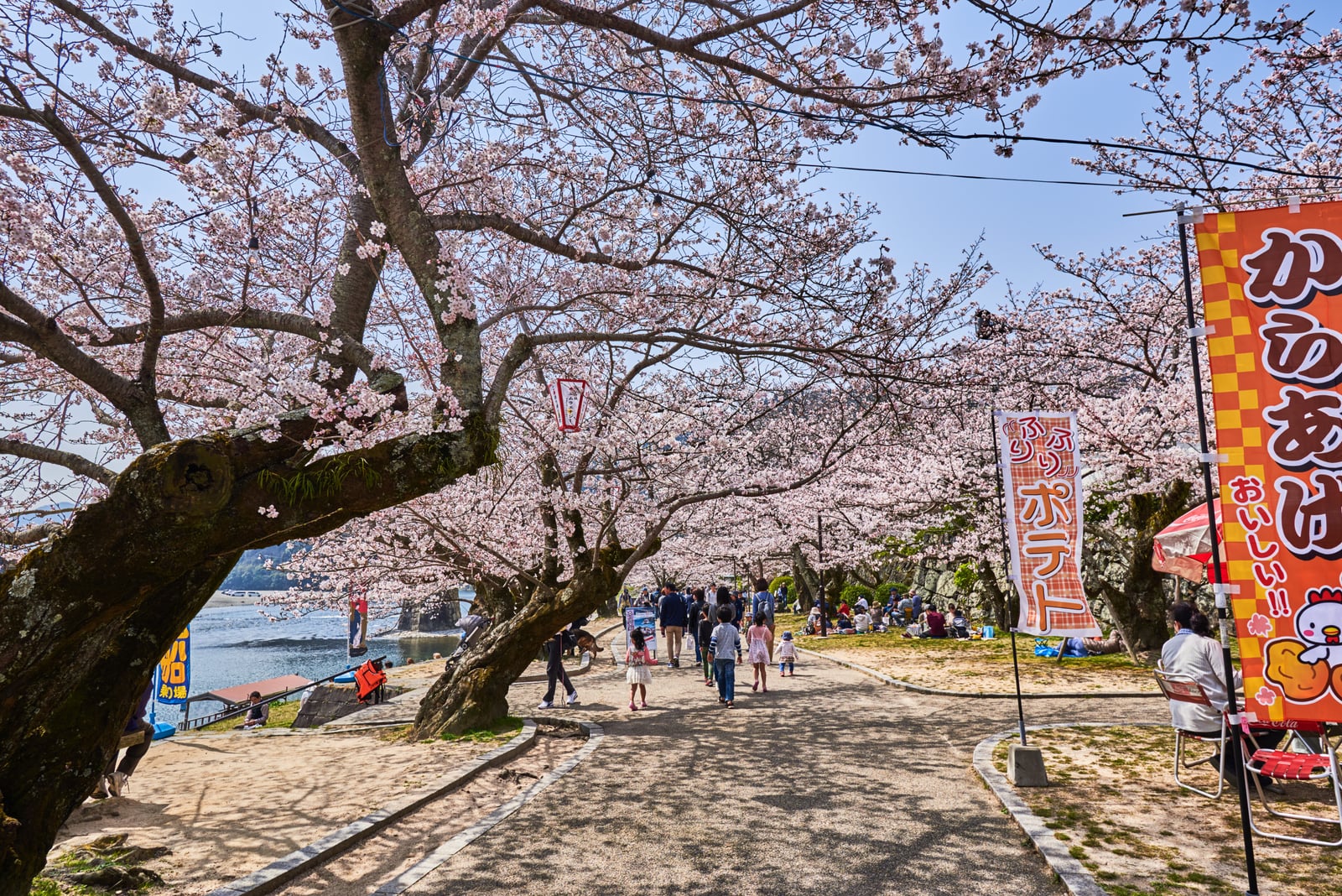 錦帶橋畔的粉嫩櫻花隧道｜2018/03 北九州/廣島