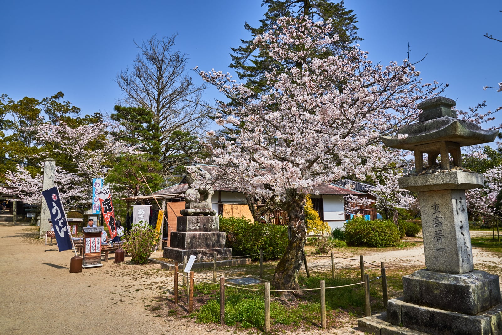 錦帶橋畔的春櫻與古樸石燈籠｜2018/03 北九州/廣島