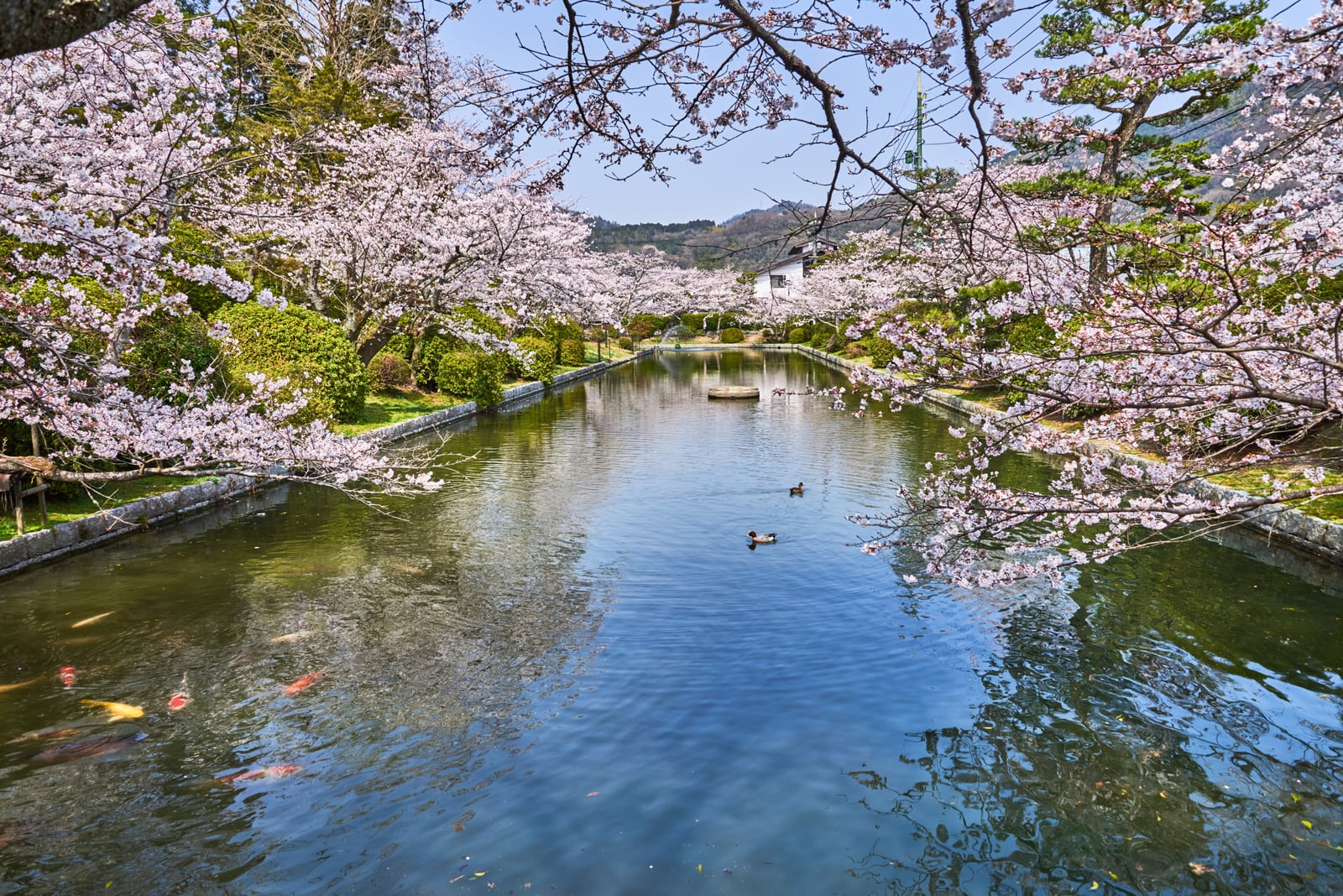 錦帶橋畔的春日櫻花與池中錦鯉｜2018/03 北九州/廣島