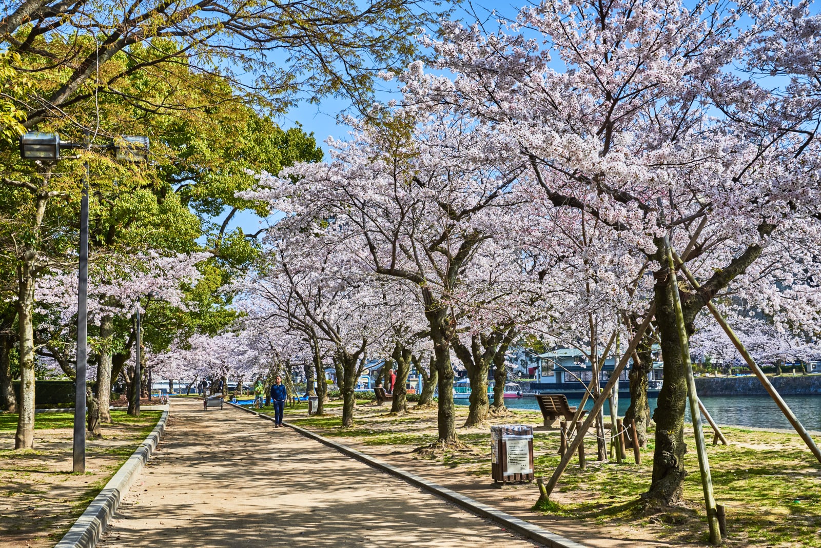 和平紀念公園的春日櫻花步道｜2018/03 北九州/廣島
