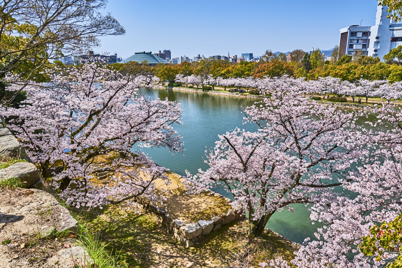 護城河畔盛開的粉嫩櫻花｜2018/03 北九州/廣島