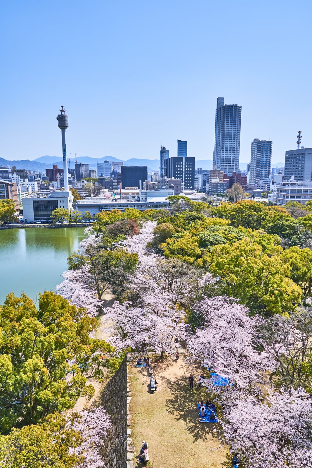 護城河畔的粉嫩櫻花與城市天際線｜2018/03 北九州/廣島