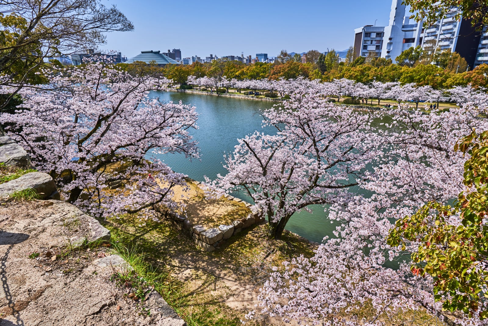 護城河畔盛開的粉嫩櫻花｜2018/03 北九州/廣島