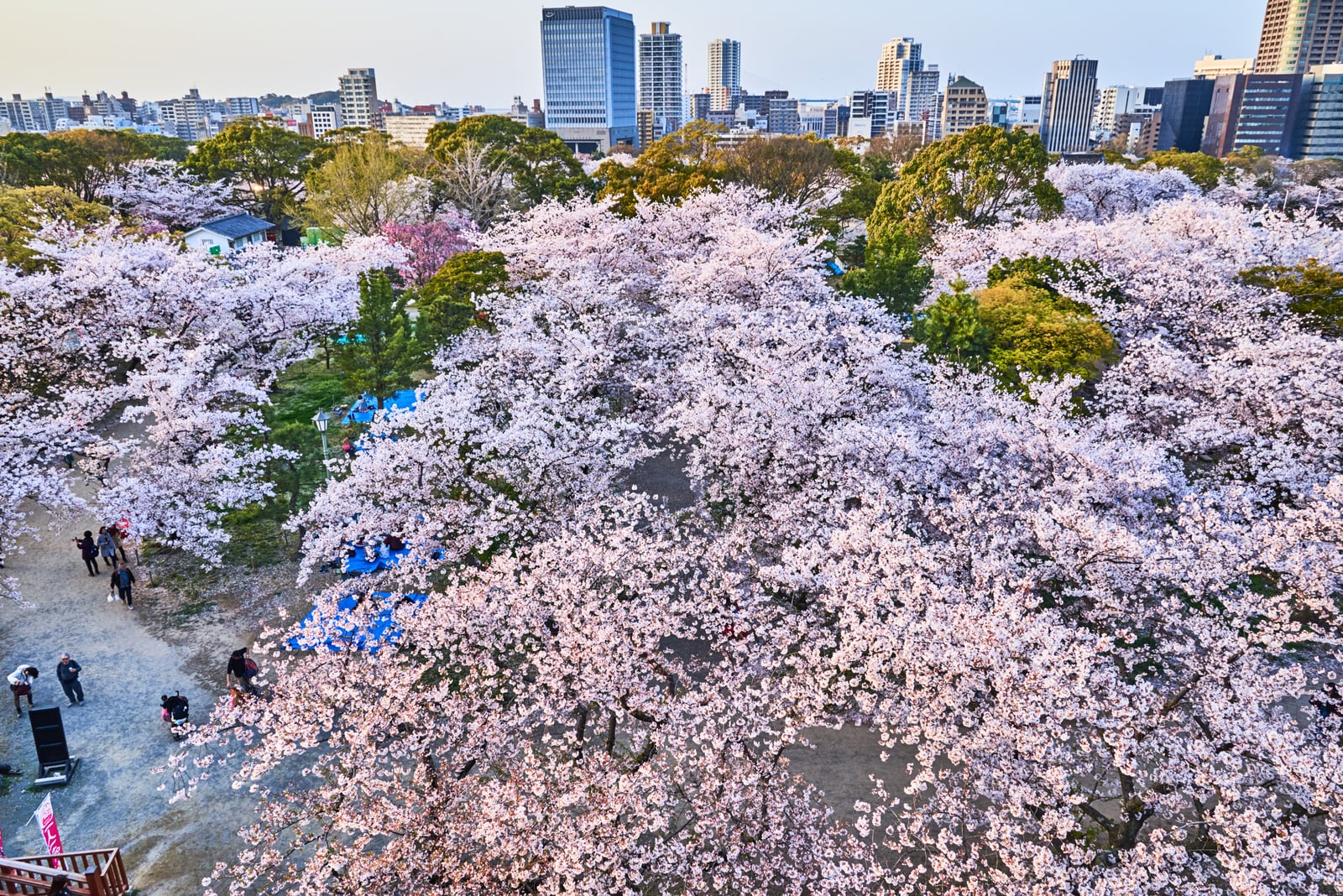 城市公園中的粉嫩櫻花海｜2018/03 北九州/廣島