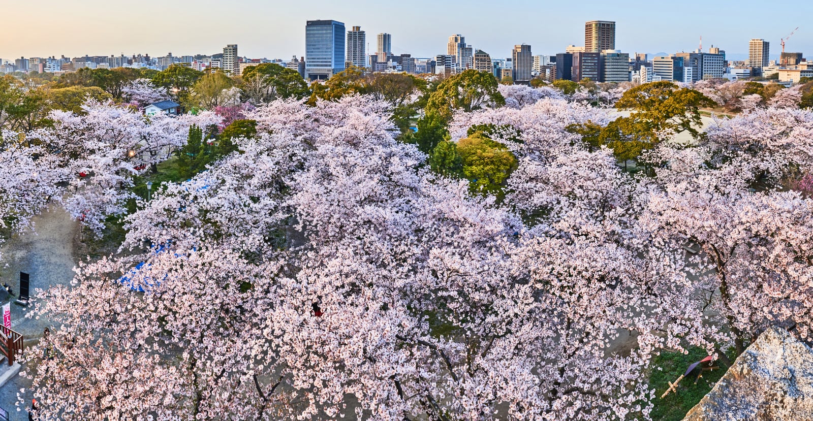 舞鶴公園的粉嫩櫻花海與城市天際線｜2018/03 北九州/廣島