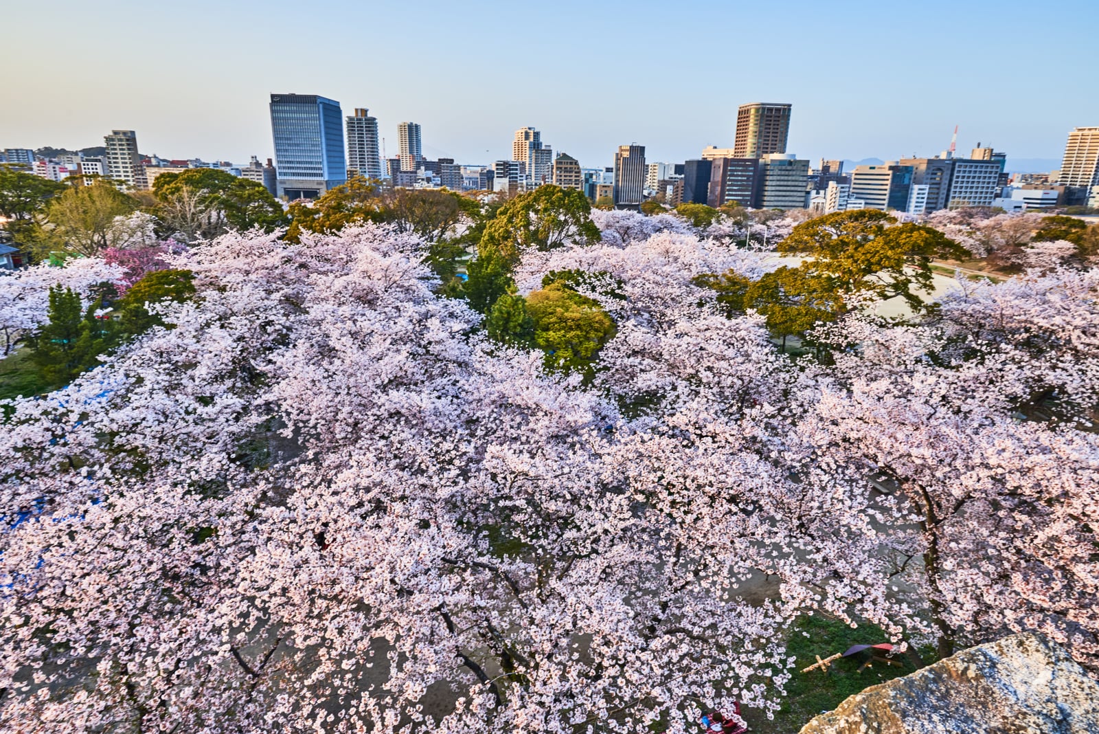 舞鶴公園的粉嫩櫻花海與城市天際線｜2018/03 北九州/廣島