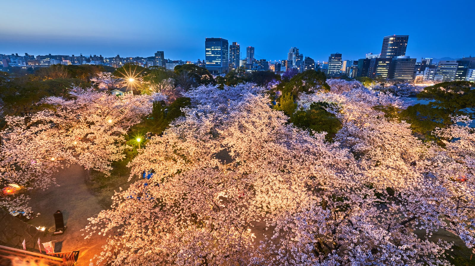 舞鶴公園的櫻花夜色與城市天際線｜2018/03 北九州/廣島