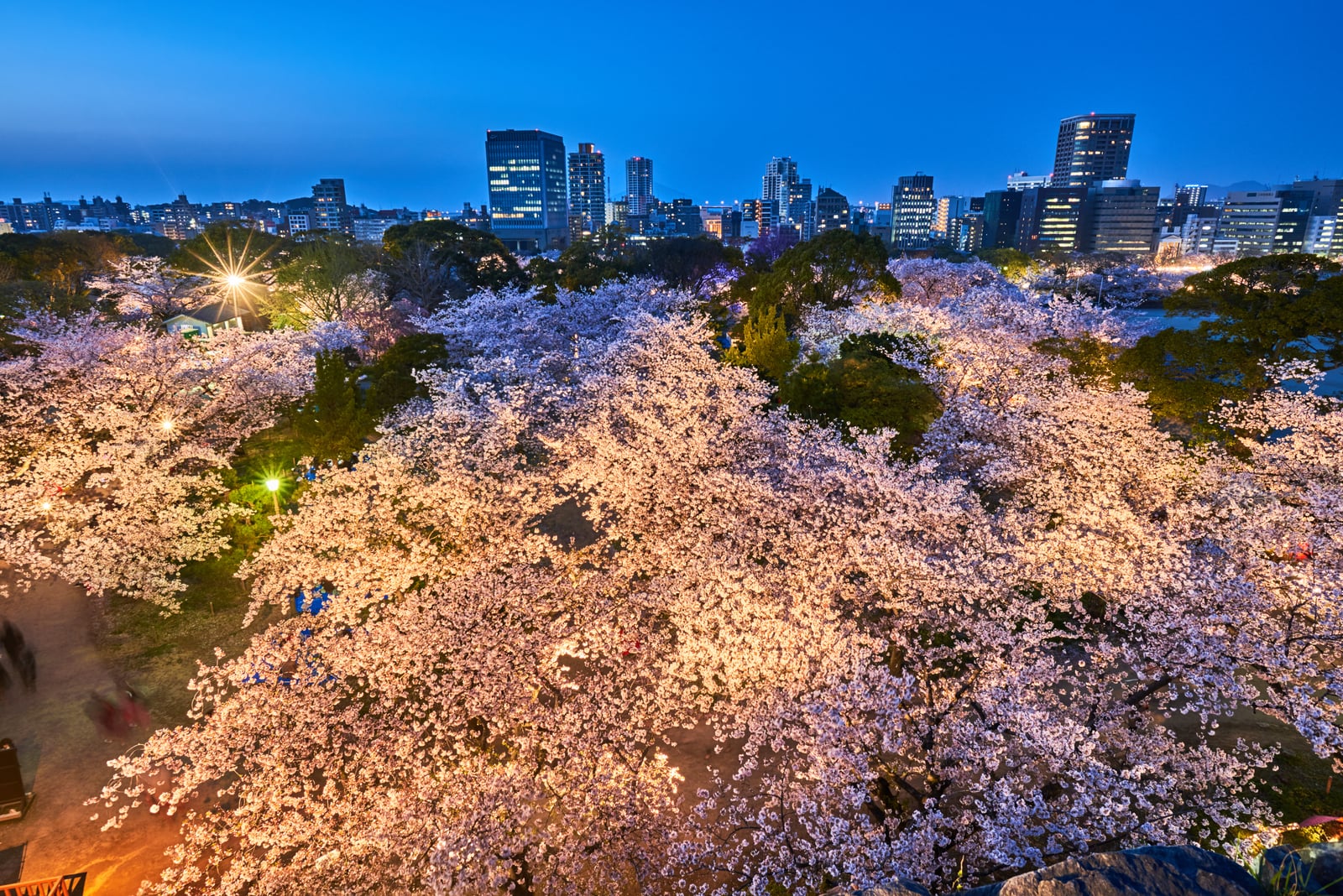 舞鶴公園夜櫻與福岡市區燈火｜2018/03 北九州/廣島