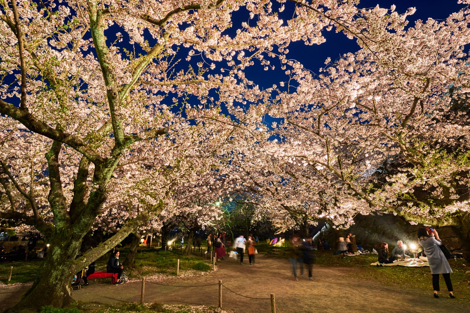 舞鶴公園夜櫻下的浪漫漫步｜2018/03 北九州/廣島