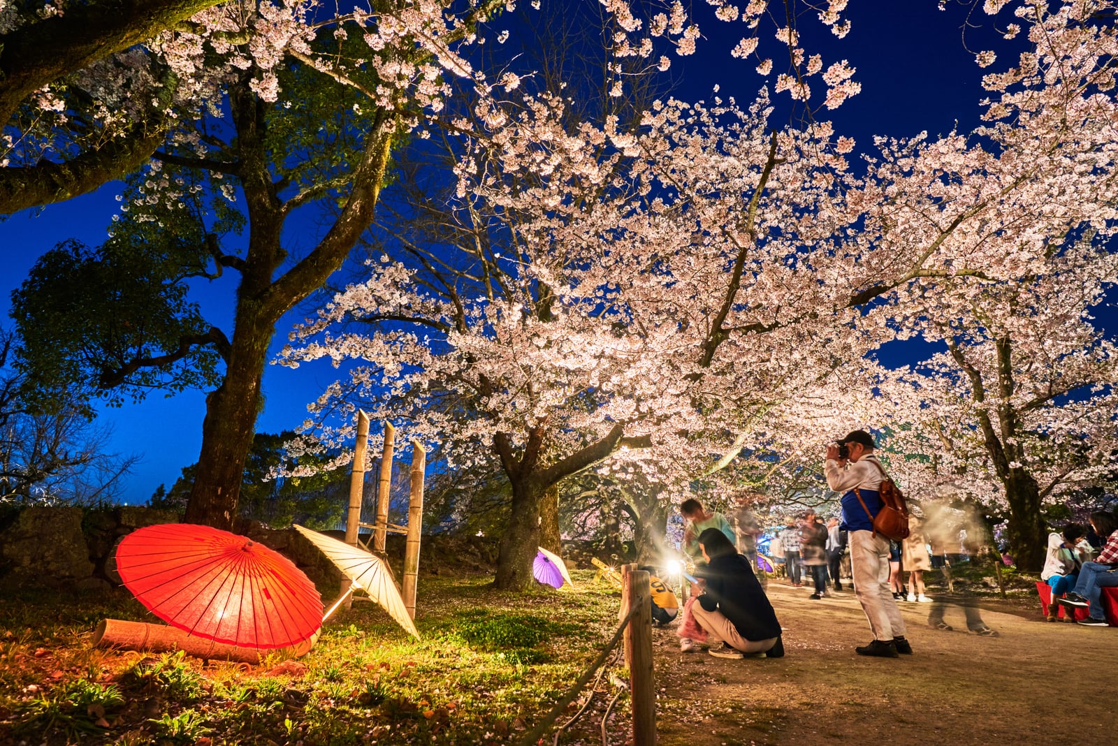 舞鶴公園夜櫻下的浪漫光影｜2018/03 北九州/廣島
