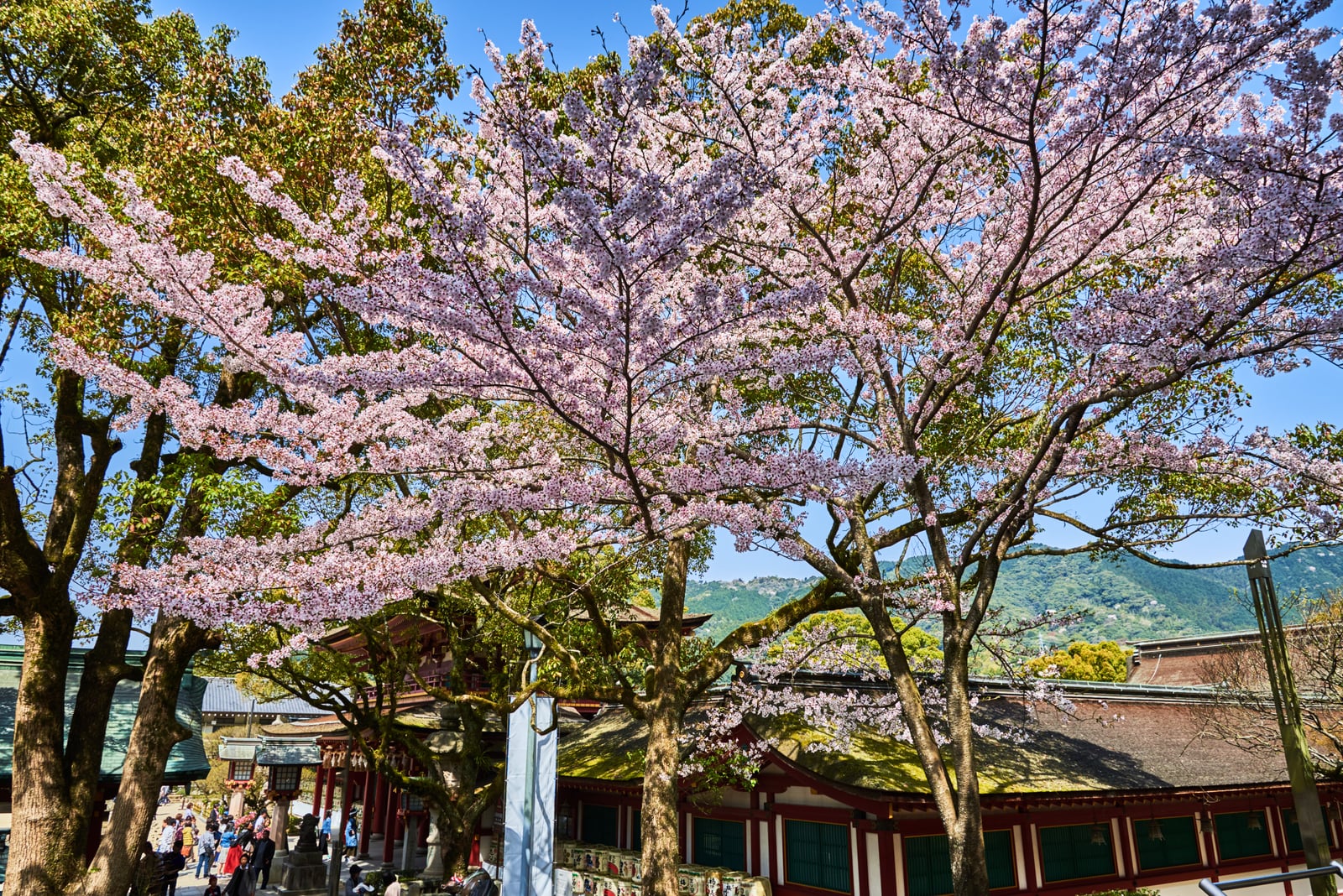 太宰府天滿宮盛開的粉嫩櫻花｜2018/03 北九州/廣島