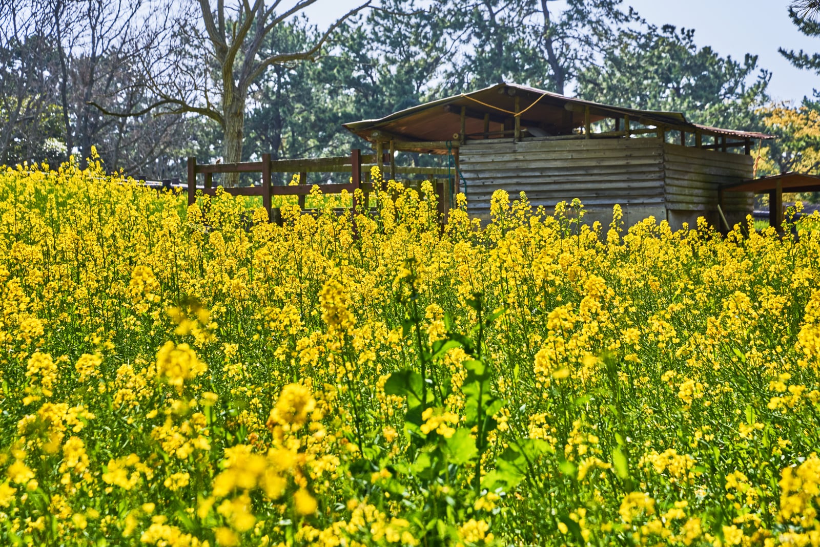 海之中道海濱公園的燦爛油菜花田｜2018/03 北九州/廣島