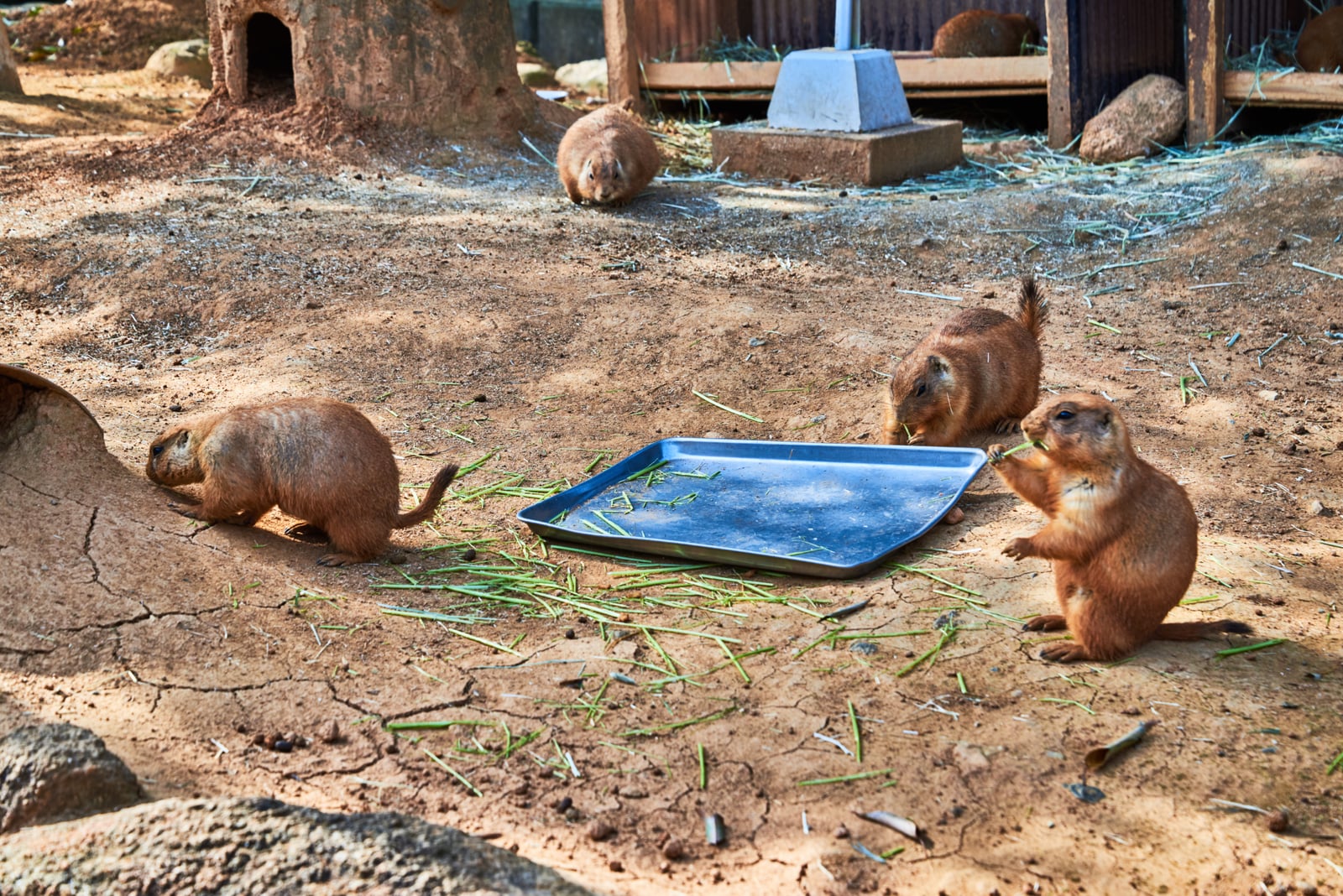 圍繞餐盤享用午餐的草原犬鼠｜2018/03 北九州/廣島