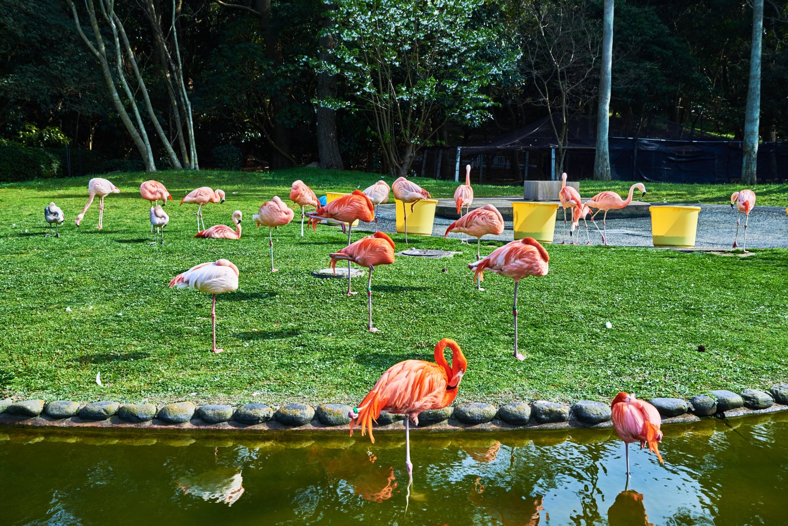 海之中道海濱公園的紅鶴群｜2018/03 北九州/廣島