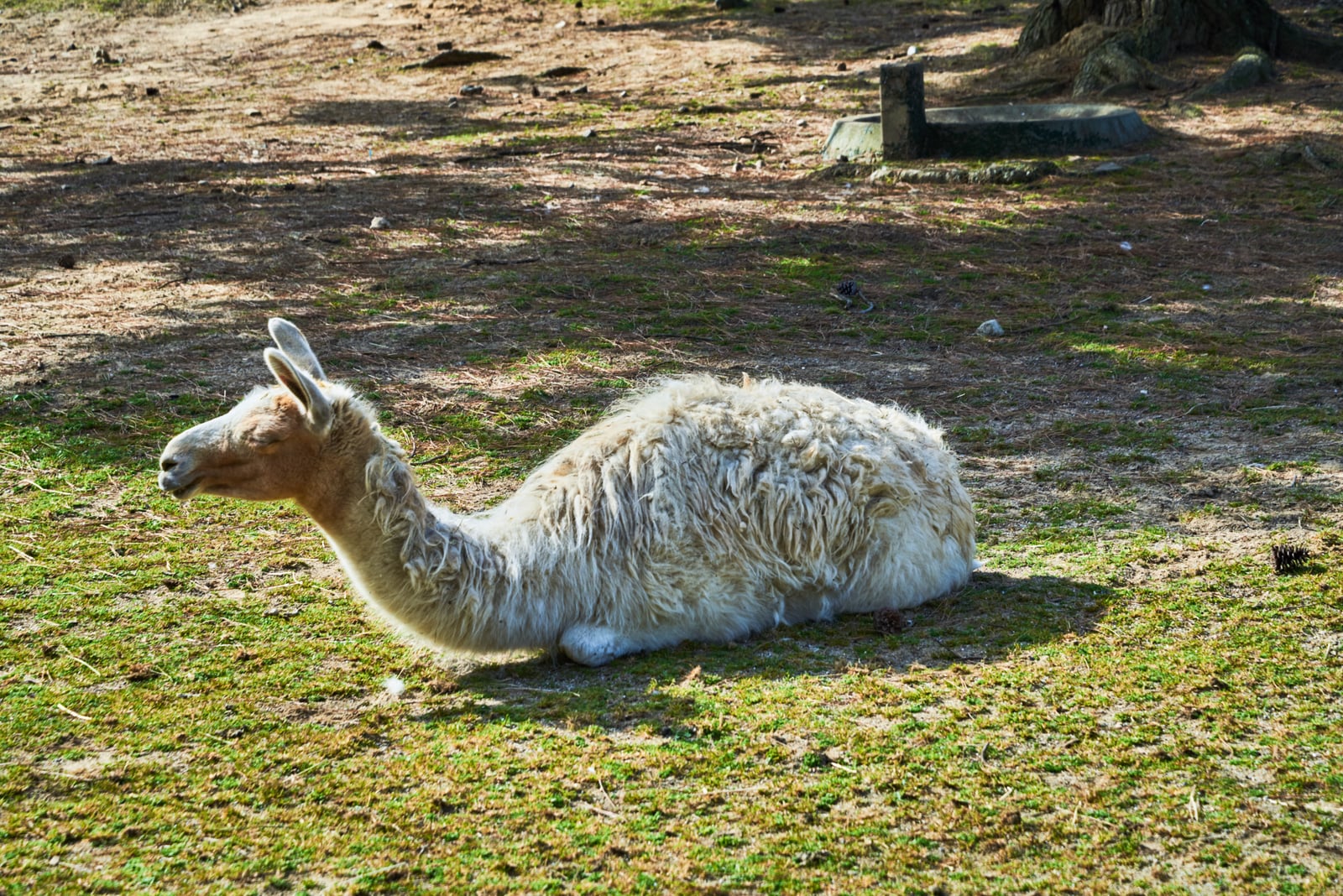 海之中道海浜公園裡慵懶休憩的羊駝｜2018/03 北九州/廣島